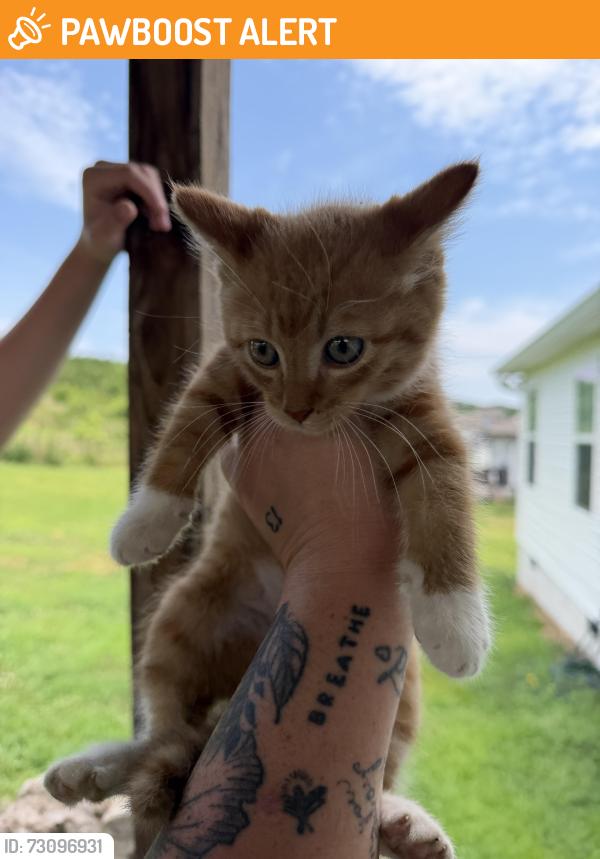 Found/Stray Male Cat last seen oscar nance rd, close to northwest high school and lake kathy., Whitfield County, GA 30755