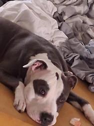 Lost Female Dog last seen East twain and University Center, Las Vegas, NV 89169