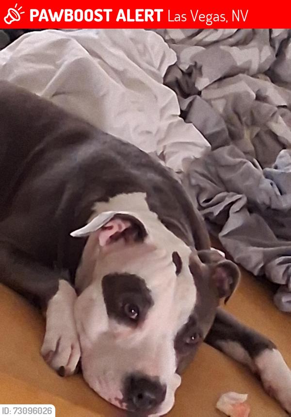 Lost Female Dog last seen East twain and University Center, Las Vegas, NV 89169