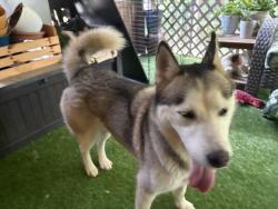 Found/Stray Female Dog last seen Sardis area Gainesville ga, Gainesville, GA 30503