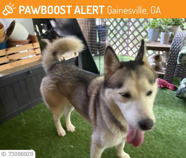 Found/Stray Female Dog last seen Sardis area Gainesville ga, Gainesville, GA 30503