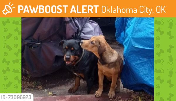 Found/Stray Female Dog last seen NW18th and Youngs, Oklahoma City, OK 73107