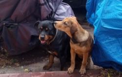 Found/Stray Female Dog last seen NW18th and Youngs, Oklahoma City, OK 73107