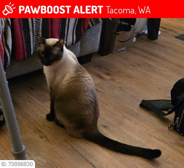 Lost Male Cat last seen Near east e st, Tacoma, WA 98404