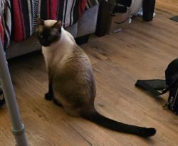 Lost Male Cat last seen Near east e st, Tacoma, WA 98404