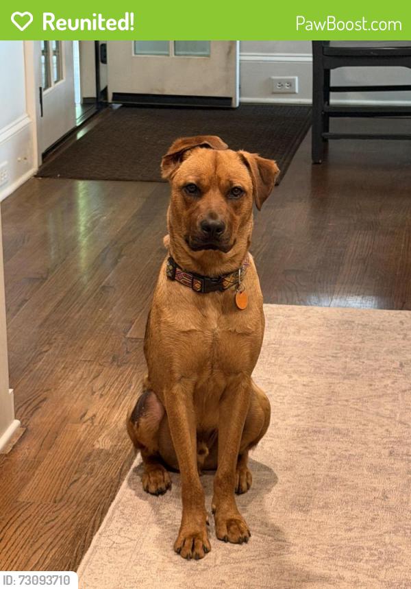 Reunited Male Dog last seen Carter dr and Club Valley Dr, Atlanta, GA 30319