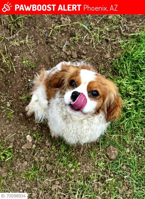 Lost Male Dog last seen 6017th n 47th dr Glendale az 85301, Phoenix, AZ 85019