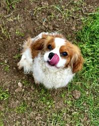 Lost Male Dog last seen 6017th n 47th dr Glendale az 85301, Phoenix, AZ 85019