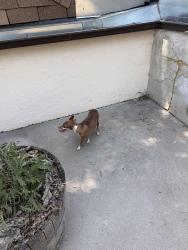 Reunited Female Dog last seen Near S Pierce Street, Lakewood, CO 80232