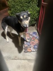 Found/Stray Female Dog last seen California and Seventh, Norco, CA 92860