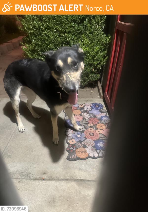 Found/Stray Female Dog last seen California and Seventh, Norco, CA 92860