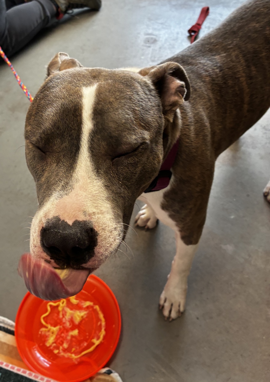 Shelter Stray Female Dog last seen Near E Murray Holladay Road, Holladay, UT, 84117, 511 W 3900 S, Salt Lake City, UT 84123, USA