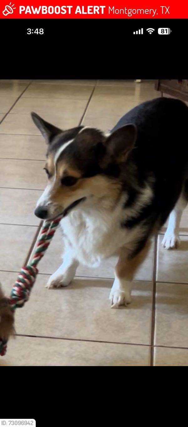 Lost Female Dog last seen Martin rd montgomery tx, Montgomery, TX 77316