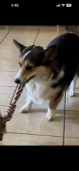Lost Female Dog last seen Martin rd montgomery tx, Montgomery, TX 77316
