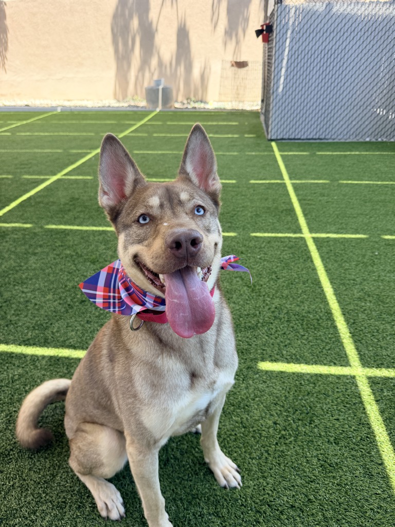 Shelter Stray Male Dog last seen Near 9th Street, San Diego, CA, 92110, 5500 Gaines St, San Diego, CA 92110, USA
