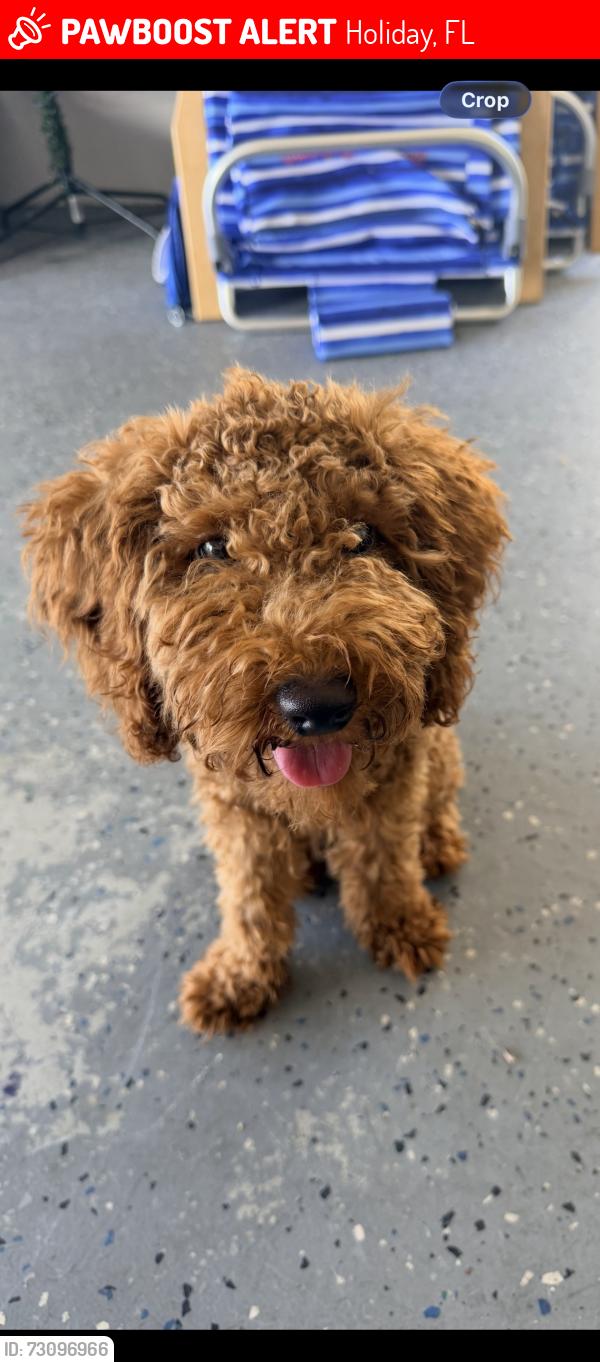 Lost Male Dog last seen Sprint lane, Holiday, FL 34691