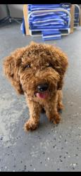 Lost Male Dog last seen Sprint lane, Holiday, FL 34691