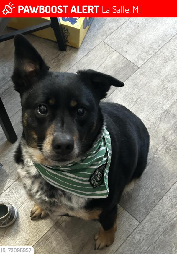 Lost Male Dog last seen Toledo Beach, La Salle, MI 48145