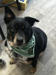 Lost Male Dog last seen Toledo Beach, La Salle, MI 48145