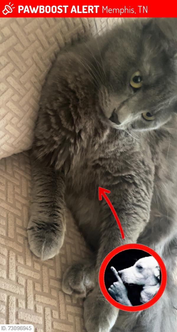 Lost Male Cat last seen A neighborhood right in front of white station middle school, Memphis, TN 38120