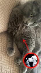 Lost Male Cat last seen A neighborhood right in front of white station middle school, Memphis, TN 38120