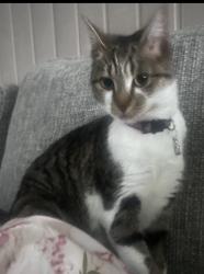 Lost Female Cat last seen Queens Lea willenhall, West Midlands, England WV12