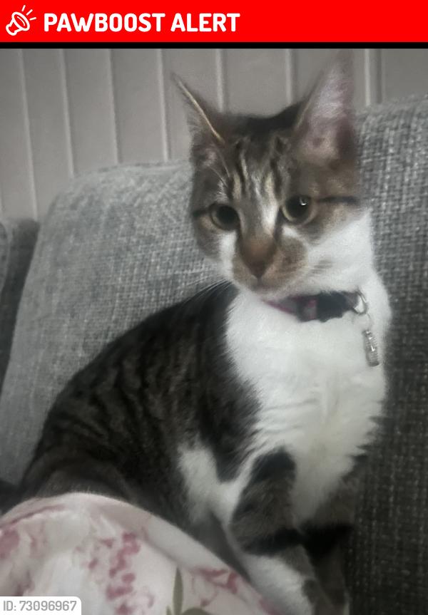 Lost Female Cat last seen Queens Lea willenhall, West Midlands, England WV12