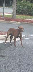 Lost Female Dog last seen Walmart parking lot on east side, Alachua County, FL 32609