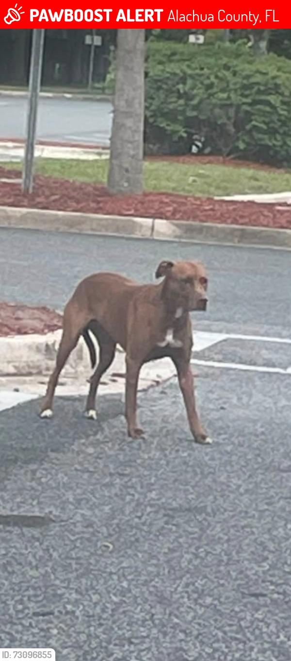 Lost Female Dog last seen Walmart parking lot on east side, Alachua County, FL 32609