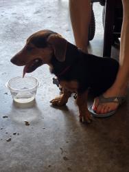 Found/Stray Male Dog last seen Newcastleton lane, Fort Worth, TX 76135