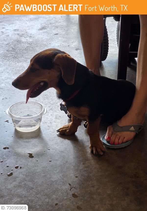 Found/Stray Male Dog last seen Newcastleton lane, Fort Worth, TX 76135