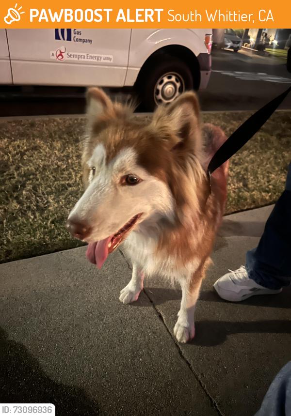 Found/Stray Female Dog last seen Mills ave & trumball st, South Whittier, CA 90605