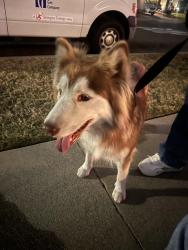Found/Stray Female Dog last seen Mills ave & trumball st, South Whittier, CA 90605