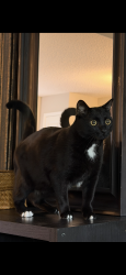 Reunited Male Cat last seen 21A Avenue SW Summerside, Edmonton, AB T6X 0S3