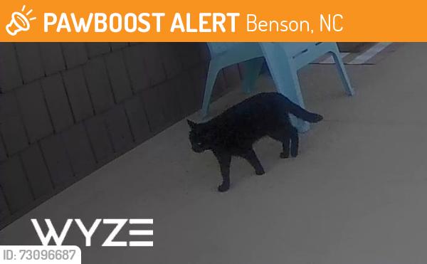 Found/Stray Unknown Cat last seen Near the Char Grill Restaurant, Benson, NC 27504