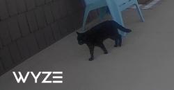 Found/Stray Unknown Cat last seen Near the Char Grill Restaurant, Benson, NC 27504