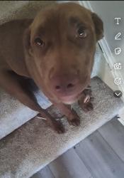 Lost Male Dog last seen Near Kentucky ave Lorain ohio 44052, Lorain, OH 44052