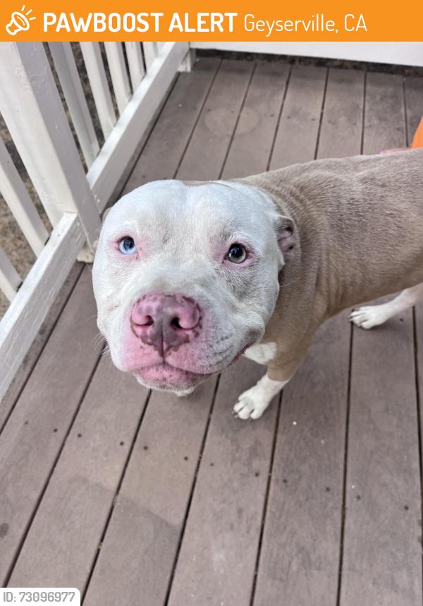 Found/Stray Male Dog last seen Geyserville Ave, Geyserville, CA, Geyserville, CA 95441