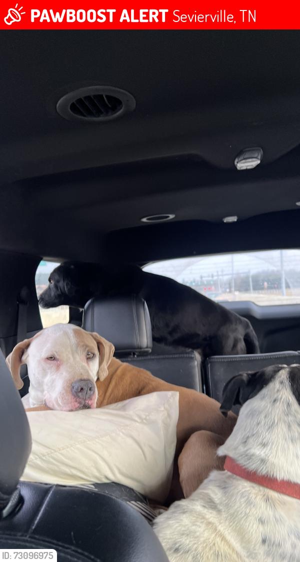 Lost Male Dog last seen Behind the Wilderness, Sevierville, TN 37876