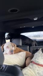 Lost Male Dog last seen Behind the Wilderness, Sevierville, TN 37876