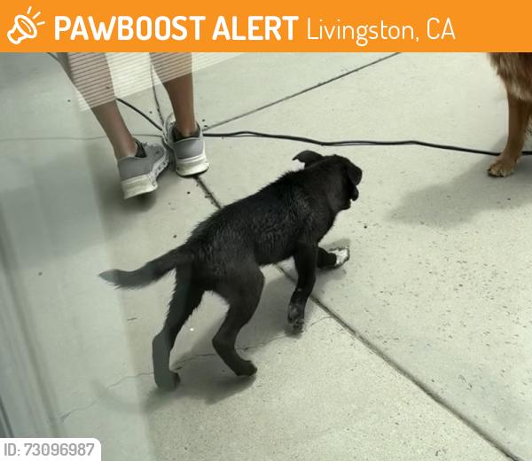 Found/Stray Male Dog last seen Sunset and Lincoln, Livingston, CA 95334