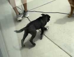 Found/Stray Male Dog last seen Sunset and Lincoln, Livingston, CA 95334