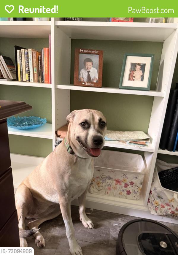 Reunited Female Dog last seen Near Mountain Dove Rd, Brooksville, FL 34614, USA, Brooksville, FL 34614