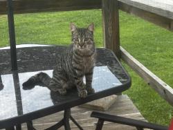 Found/Stray Male Cat last seen Central community Christian church and central volunteer fire department, Johnson City, TN 37601