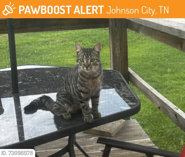 Found/Stray Male Cat last seen Central community Christian church and central volunteer fire department, Johnson City, TN 37601