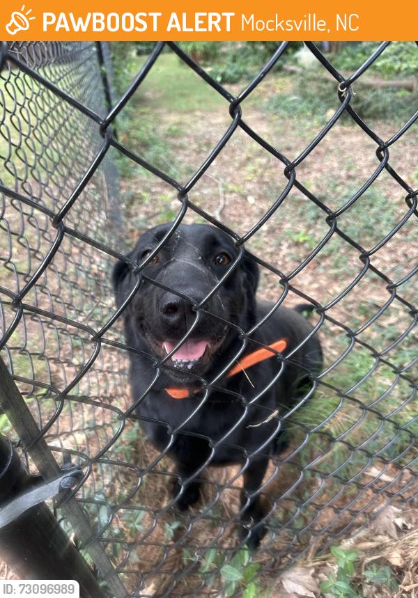 Found/Stray Female Dog last seen Jericho Church Road near Buck Seaford and Feezor Roads, Mocksville, NC 27028