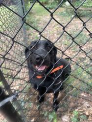 Found/Stray Female Dog last seen Jericho Church Road near Buck Seaford and Feezor Roads, Mocksville, NC 27028