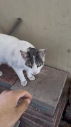 Reunited Female Cat last seen California Hawaiian Mobile park, San Jose, CA 95136