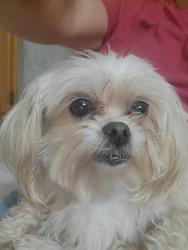 Lost Male Dog last seen Hall Highschool area, Little Rock, AR 72205
