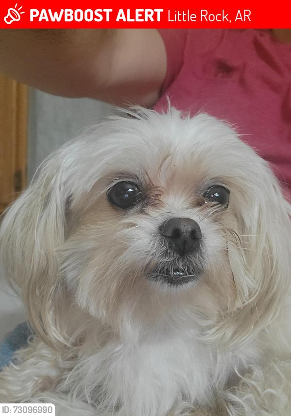 Lost Male Dog last seen Hall Highschool area, Little Rock, AR 72205